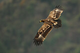 Image. Steppe Eagle
