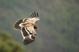 Image. Steppe Eagle