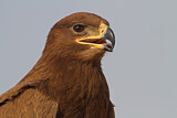 Image. Steppenadler