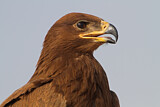 Image. Steppenadler