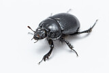 Image. Stierkäfer
