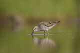 Image. Stilt Sandpiper