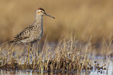 Image. Stilt Sandpiper