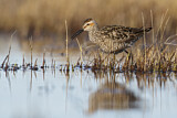 Image. Stilt Sandpiper