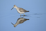 Image. Stilt Sandpiper