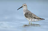 Image. Stilt Sandpiper