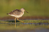 Image. Stilt Sandpiper
