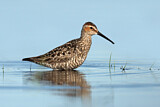 Image. Stilt Sandpiper