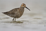 Image. Stilt Sandpiper
