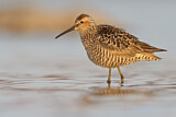 Image. Stilt Sandpiper