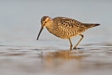 Image. Stilt Sandpiper
