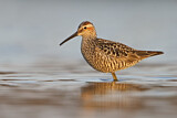Image. Stilt Sandpiper