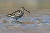 Image. Stilt Sandpiper