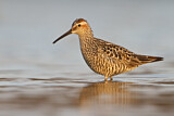 Image. Stilt Sandpiper