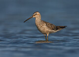 Image. Stilt Sandpiper