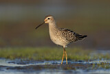 Image. Stilt Sandpiper