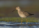 Image. Stilt Sandpiper