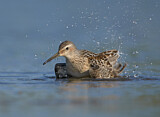 Image. Stilt Sandpiper