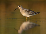 Image. Stilt Sandpiper