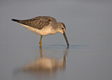 Image. Stilt Sandpiper