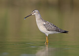 Image. Stilt Sandpiper