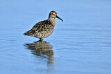 Image. Stilt Sandpiper