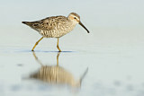Image. Stilt Sandpiper