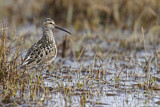Image. Stilt Sandpiper
