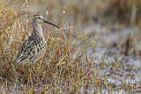 Image. Stilt Sandpiper