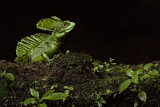 Image. Stirnlappenbasilisk