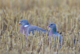 Image. Stock Dove & Common Wood Pigeon