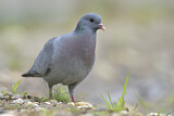 Image. Stock Dove
