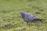 Image. Stock Dove