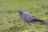 Image. Stock Dove