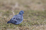 Image. Stock Dove