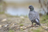 Image. Stock Dove
