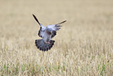 Image. Stock Dove