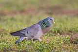 Image. Stock Dove