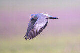 Image. Stock Dove