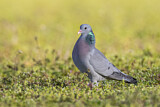 Image. Stock Dove