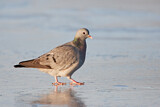 Image. Stock Dove
