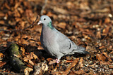 Image. Stock Dove