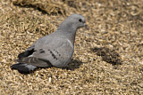 Image. Stock Dove