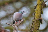 Image. Stock Dove