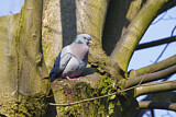 Image. Stock Dove