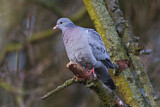 Image. Stock Dove