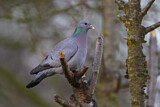 Image. Stock Dove