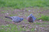 Image. Stock Dove