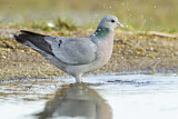 Image. Stock Dove