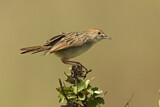 Image. Stout Cisticola